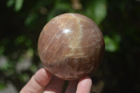 Polished Peach Moonstone Spheres x 3 From Madagascar