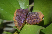 Natural Amethystos Amethyst Specimens x 35 From Kwaggafontein, South Africa