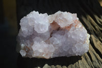 Natural Amethyst Cactus Flower Spirit Quartz Cluster x 1 From Boekenhouthoek, South Africa