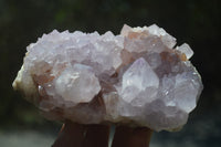 Natural Amethyst Cactus Flower Spirit Quartz Cluster x 1 From Boekenhouthoek, South Africa