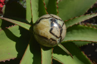 Polished Septerye Spheres x 4 From Mahajanga, Madagascar