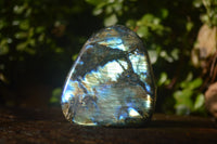 Polished Labradorite Standing Free Forms x 3 From Madagascar