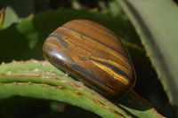 Polished Tiger's Eye Free Forms x 12 From Prieska, South Africa