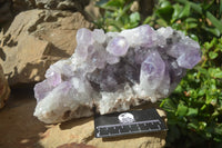 Natural Jacaranda Amethyst Quartz Cluster x 1 from Mumbwa, Zambia