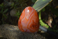 Polished Carnelian Agate Standing Free Forms x 3 From Madagascar