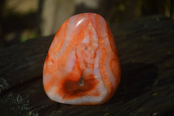 Polished Carnelian Agate Standing Free Forms x 3 From Madagascar