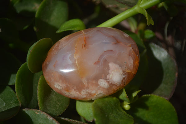 Polished Flower Agate Palm Stones x 12 From Madagascar