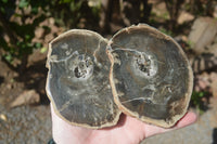 Polished Petrified Wood Slices x 6 From Gokwe, Zimbabwe