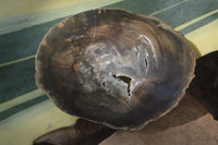 Polished Petrified Wood Slices x 6 From Gokwe, Zimbabwe