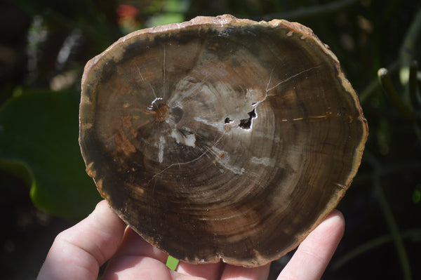 Polished Petrified Wood Slices x 6 From Gokwe, Zimbabwe