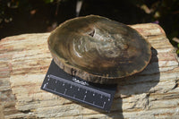 Polished Petrified Wood Slices x 6 From Gokwe, Zimbabwe