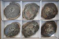 Polished Petrified Wood Slices x 6 From Gokwe, Zimbabwe