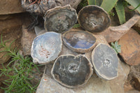 Polished Petrified Wood Slices x 6 From Gokwe, Zimbabwe