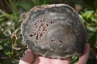 Polished Petrified Wood Slices x 6 From Gokwe, Zimbabwe