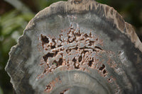 Polished Petrified Wood Slices x 6 From Gokwe, Zimbabwe