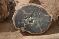 Polished Petrified Wood Slices x 6 From Gokwe, Zimbabwe