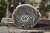 Polished Petrified Wood Slices x 6 From Gokwe, Zimbabwe