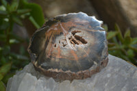 Polished Petrified Wood Slices x 12 From Gokwe, Zimbabwe