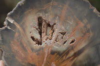 Polished Petrified Wood Slices x 12 From Gokwe, Zimbabwe