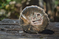 Polished Petrified Wood Slices x 12 From Gokwe, Zimbabwe