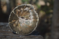 Polished Petrified Wood Slices x 12 From Gokwe, Zimbabwe