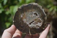 Polished Petrified Wood Slices x 12 From Gokwe, Zimbabwe