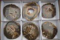 Polished Petrified Wood Slices x 12 From Gokwe, Zimbabwe