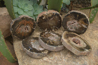 Polished Petrified Wood Slices x 12 From Gokwe, Zimbabwe