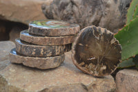 Polished Petrified Wood Slices x 12 From Gokwe, Zimbabwe