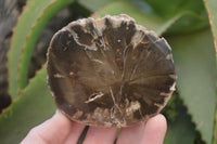 Polished Petrified Wood Slices x 12 From Gokwe, Zimbabwe