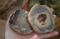 Polished Petrified Wood Slices x 12 From Gokwe, Zimbabwe