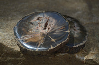 Polished Petrified Wood Slices x 12 From Gokwe, Zimbabwe