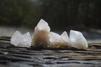 Natural Cactus Flower Spirit Quartz Crystals x 24 From Boekenhouthoek, South Africa