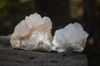 Natural Cactus Flower Spirit Quartz Crystals x 24 From Boekenhouthoek, South Africa