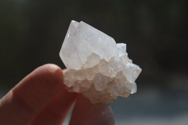 Natural Cactus Flower Spirit Quartz Crystals x 24 From Boekenhouthoek, South Africa