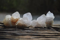 Natural Cactus Flower Spirit Quartz Crystals x 24 From Boekenhouthoek, South Africa