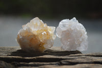 Natural Cactus Flower Spirit Quartz Crystals x 24 From Boekenhouthoek, South Africa