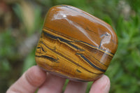 Polished Tiger's Eye Free Forms x 4 From Prieska, South Africa