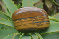 Polished Tiger's Eye Free Forms x 4 From Prieska, South Africa