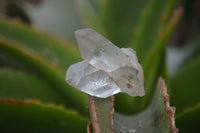 Natural Clear Quartz Crystals x 63 From Zimbabwe