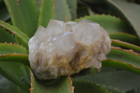 Natural White Phantom Smokey Quartz Clusters x 2 From Luena, Congo