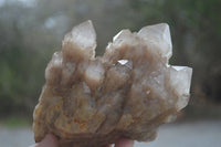 Natural White Phantom Smokey Quartz Clusters x 2 From Luena, Congo