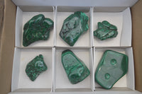 Polished Flower Banded Malachite Free Forms x 6 From Congo