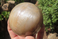 Polished Peach Moonstone Spheres x 4 From Madagascar