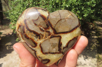 Polished Septerye Hearts x 6 From Mahajanga, Madagascar