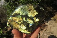 Polished Labradorite Standing Free Forms x 2 From Tulear, Madagascar