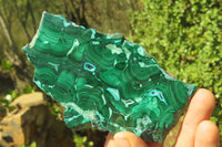 Polished Malacolla Slices x 4 From Kalukundi Mine, Congo