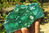 Polished Malacolla Slices x 4 From Kalukundi Mine, Congo