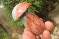 Polished Polychrome Jasper Mushrooms x 6 From Madagascar