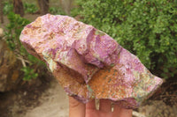 Natural Stichtite Specimens x 2 From Barberton, South Africa